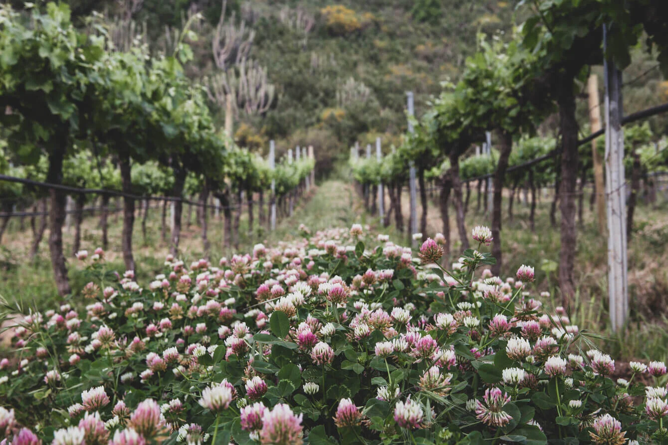 COBERTURAS VEGETALES