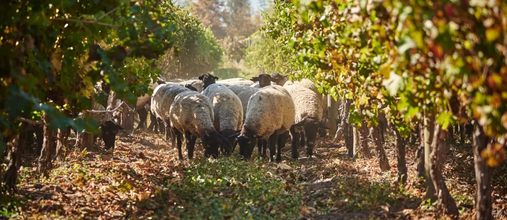 Certificación Ley 20.089 de Producción Orgánica – auditoría aprobada en plantas Colchagua y Linderos (diciembre 2025
