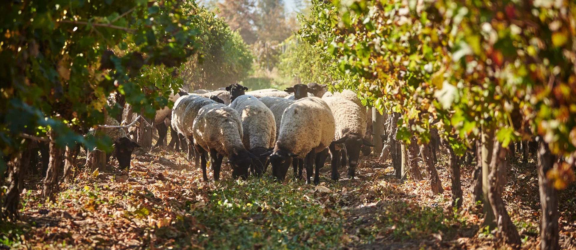 Certificación Ley 20.089 de Producción Orgánica – auditoría aprobada en plantas Colchagua y Linderos (diciembre 2025