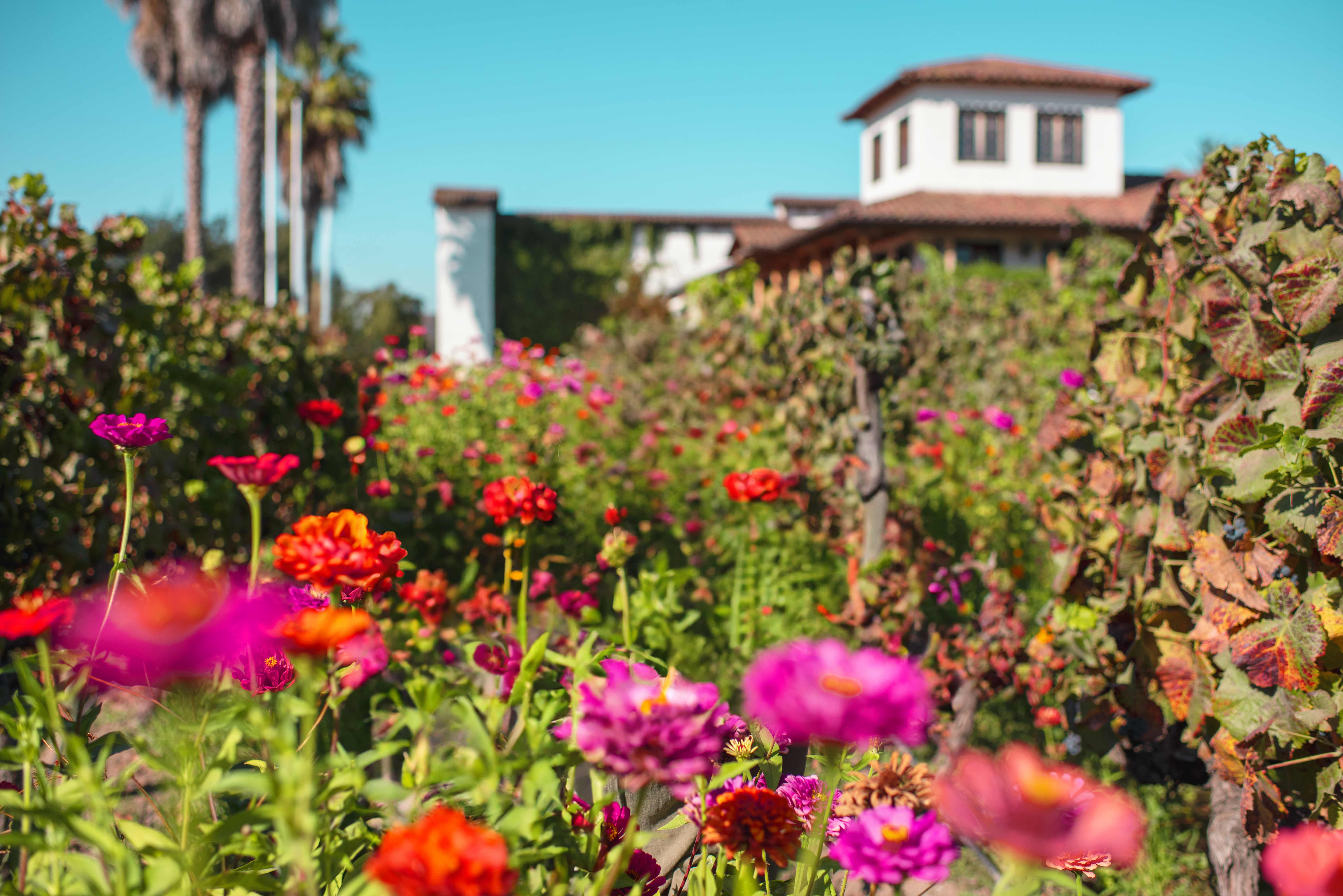 viña colchagua montgras